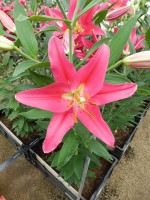 [5392 Viviana TL VZ No02.JPG]